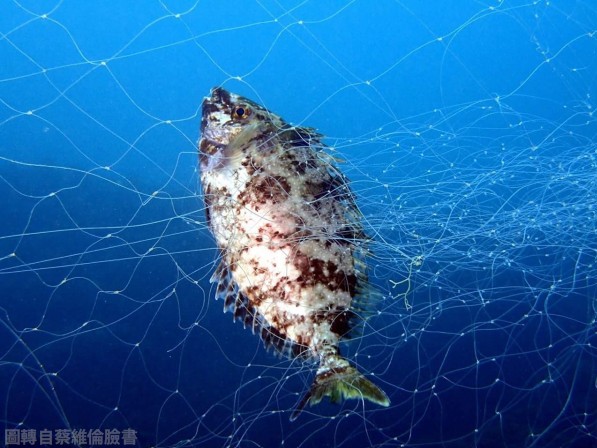 愛護海洋生態 禁用流刺網 - 有緣人會訊